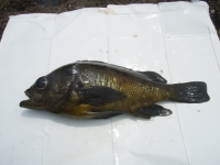 p7050024