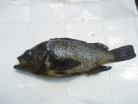 p7050025