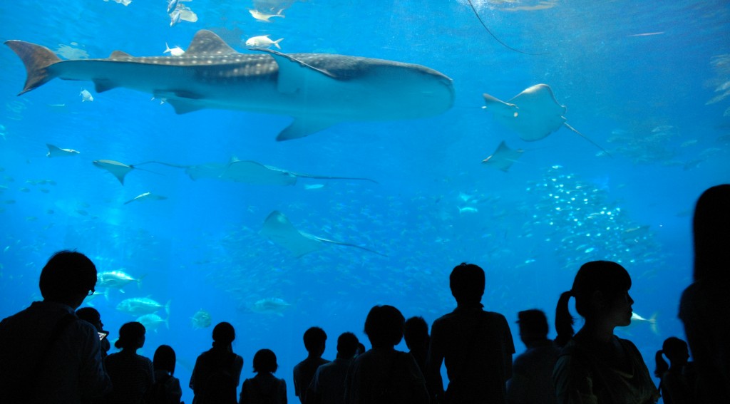 美ら海水族館
